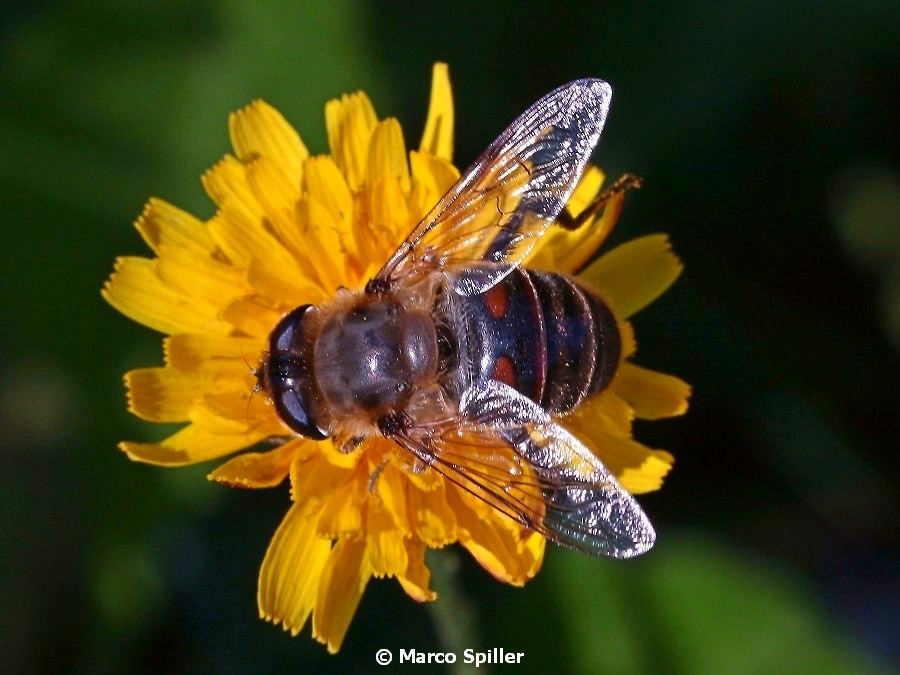 Eristalis tenax